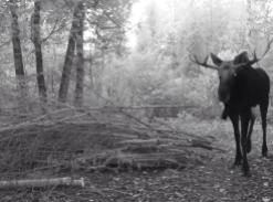 Moose caught on Trail Cam north of McFarland Lake